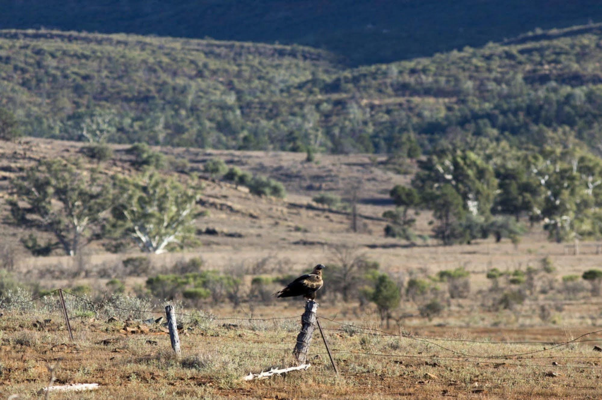 Rawnsley Park Station Ξενοδοχείο Flinders Ranges Εξωτερικό φωτογραφία